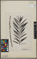 Foto von Salix viminalis L.